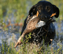 Hunting in Shallowater