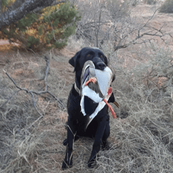 Hunting in Abilene