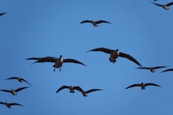 Hunting in Lubbock