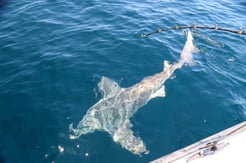 Fishing in Corpus Christi