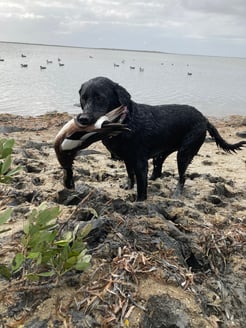 Hunting in South Padre Island