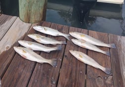 Spanish Mackerel, Speckled Trout / Spotted Seatrout fishing in Hatteras, North Carolina