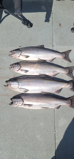 Chinook Salmon Fishing in Montesano, Washington