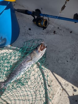 Speckled Trout / Spotted Seatrout Fishing in Brunswick, Georgia