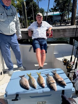 Mangrove Snapper, Yellowtail Snapper Fishing in Key Largo, Florida
