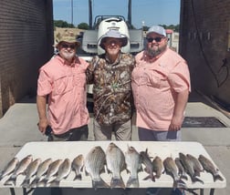 Hybrid Striped Bass Fishing in Runaway Bay, Texas
