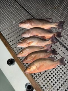 Fishing in Miami, Florida