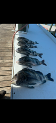 Fishing in Gulf Shores, Alabama