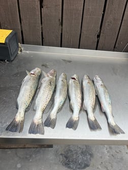 Fishing in Port O'Connor, Texas