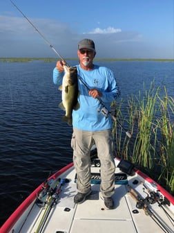 Peacock Bass Fishing in Okeechobee, Florida, USA