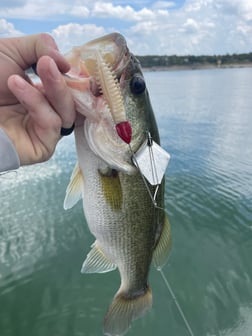 Largemouth Bass fishing in Central, Texas, USA