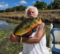 Peacock Bass Fishing in Okeechobee, Florida, USA