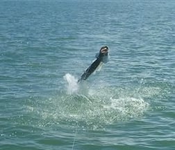 Tarpon Fishing in Apalachicola, Florida