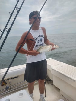Spanish Mackerel, Speckled Trout / Spotted Seatrout fishing in Hatteras, North Carolina