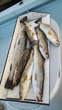 Fishing in Bradenton, Florida