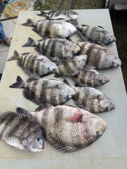 Fishing in Gulf Shores, Alabama