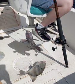 Black Seabass, Triggerfish Fishing in St. Marys, Georgia