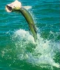 Tarpon Fishing in Apalachicola, Florida