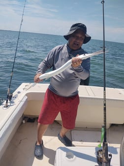 Spanish Mackerel, Speckled Trout / Spotted Seatrout fishing in Hatteras, North Carolina