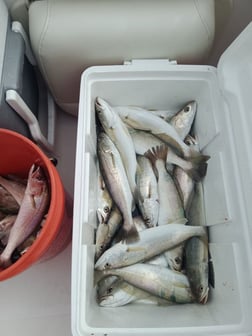 Fishing in Clearwater, Florida