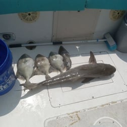 Red Snapper Fishing in St. Marys, Georgia