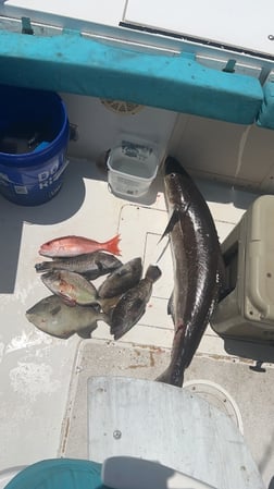 Red Snapper Fishing in St. Marys, Georgia