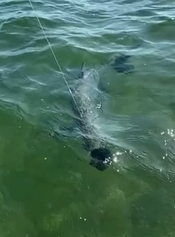 Tarpon Fishing in Apalachicola, Florida
