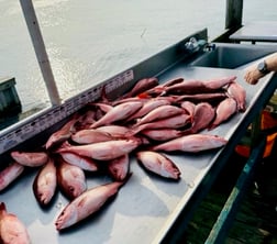 Fishing in Fort Walton Beach, Florida