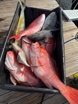 Fishing in Panama City, Florida