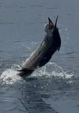 Fishing in Quepos, Costa Rica