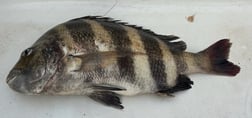 Fishing in D'Iberville, Mississippi