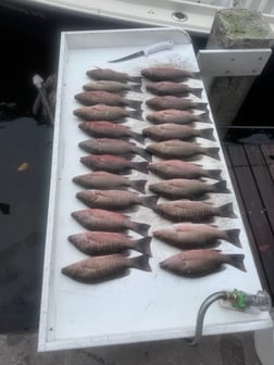 Fishing in Bradenton, Florida