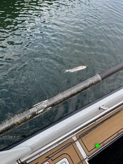 Fishing in Heber Springs, Arkansas