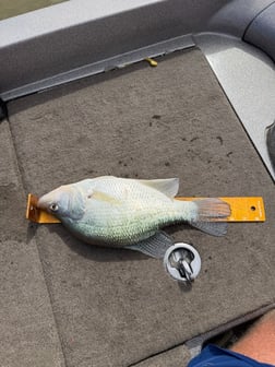 Fishing in Sardis, Mississippi