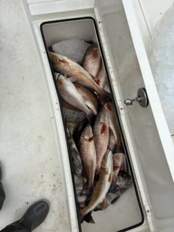 Fishing in Lake Charles, Louisiana