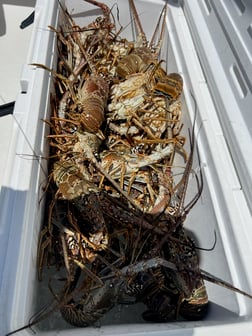 Fishing in Tavernier, Florida