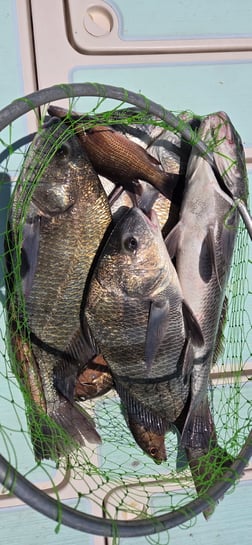 Fishing in Naples, Florida