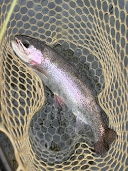 Fishing in Broken Bow, Oklahoma