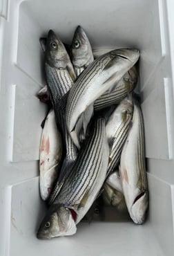 Fishing in Kingston, Oklahoma