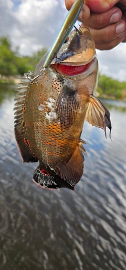 Fishing in Delray Beach, Florida