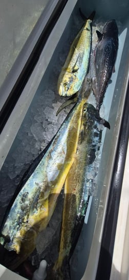 Fishing in Vero Beach, Florida