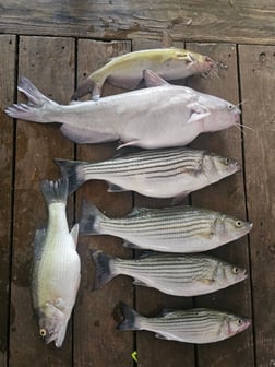 Fishing in Kingston, Oklahoma