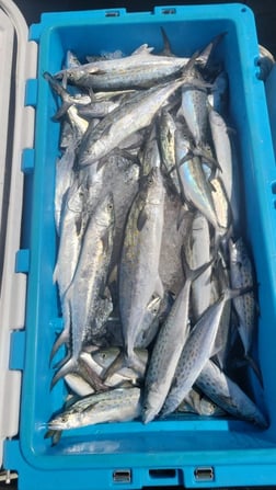 Fishing in Morehead City, North Carolina