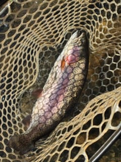 Fishing in Broken Bow, Oklahoma
