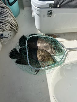 Fishing in Naples, Florida