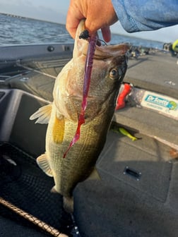 Fishing in Athens, Texas
