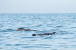 Fishing in San Francisco, California