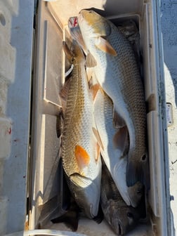 Fishing in South Padre Island, Texas