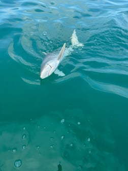Fishing in St. Petersburg, Florida
