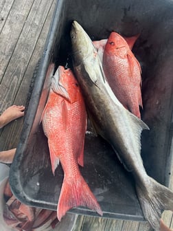 Fishing in Orange Beach, Alabama